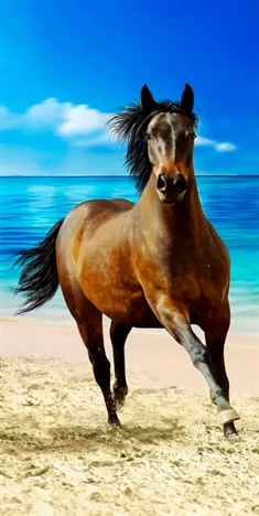 Heste håndklæde - 70x140 cm - Hest på stranden - Badehåndklæde - 100% Bomuld