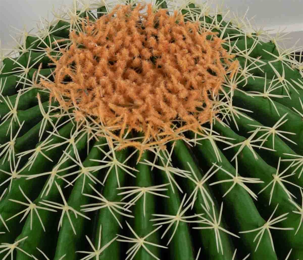 Kunstig plante • Kunstig kugle kaktus • 50 cm