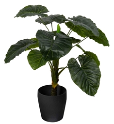 Kunstig Alocasia Odora Plante - Højde 90 cm - 1 stammet med grønne blade - Kunstig gulvplante