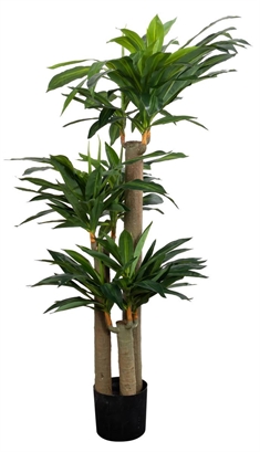 Kunstig Dracena Plante - Højde 150 cm - Lange flotte blade - Kunstig gulvplante