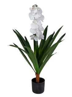 Kunstig Orkidé - 80 cm - Ét grenet hvide blomster - Kunstig blomst i sort potte