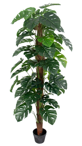 Monstera plante 170 cm høj opbundet i potte - Kunstig grøn plante 