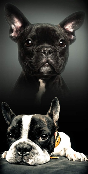 Hunde håndklæde - 70x140 cm - 100% bomuld - Blødt badehåndklæde med to små franske bulldogs