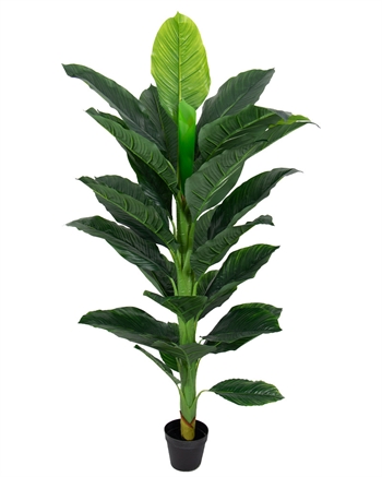 Kunstig plante 160 cm høj  - Stor og flot Spathiphyllum med mange fyldige blade