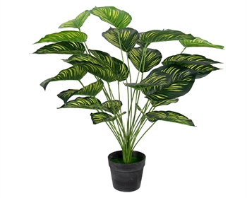Kunstig plante 70 cm - Calathera med store flotte grønne blade